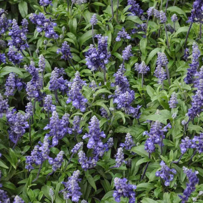 SAGE