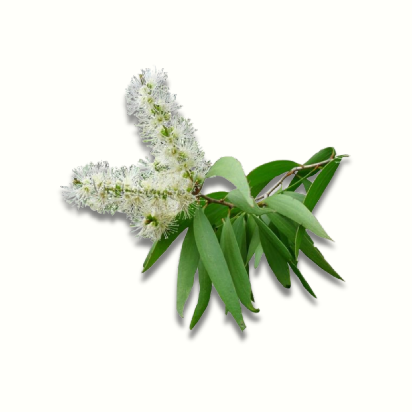 CAJEPUT OIL