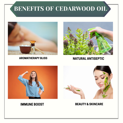 🌿 Cinnamon CO₂ Essential Oil
