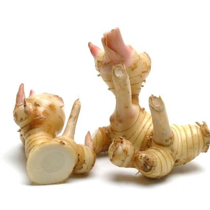 GALANGAL ~ SIAMESE GINGER