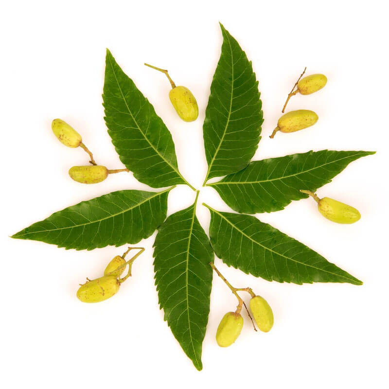 NEEM SEED OIL