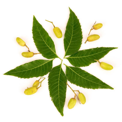 NEEM SEED OIL