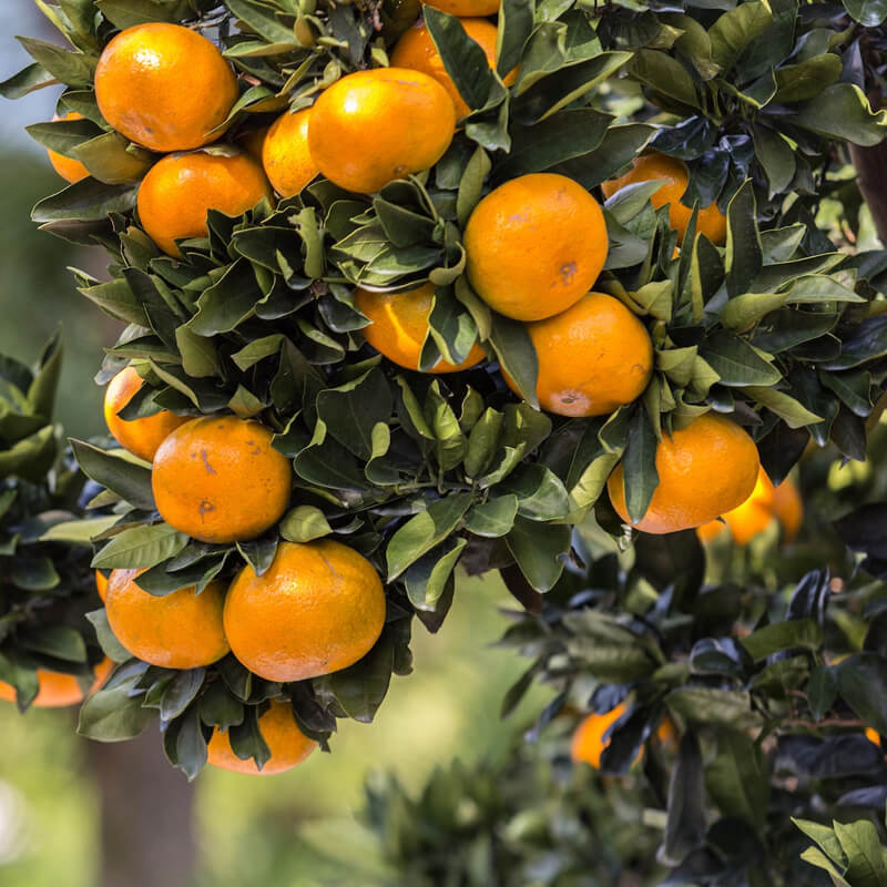 ORANGE BITTER