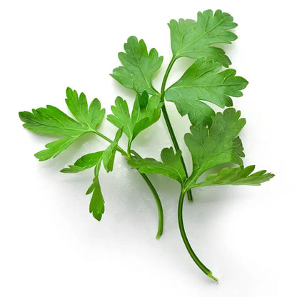 PARSLEY SEED OIL