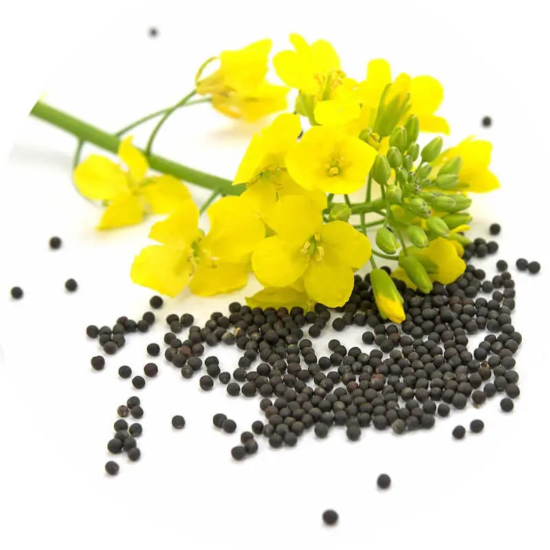 CANOLA OIL