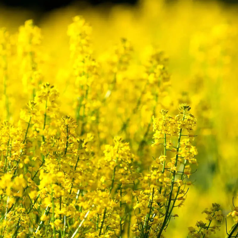 CANOLA OIL