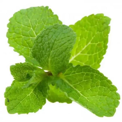 SPEARMINT OIL