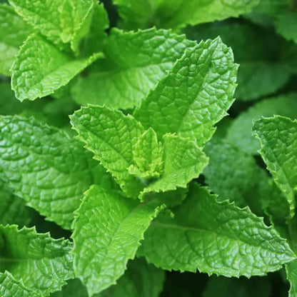 SPEARMINT OIL