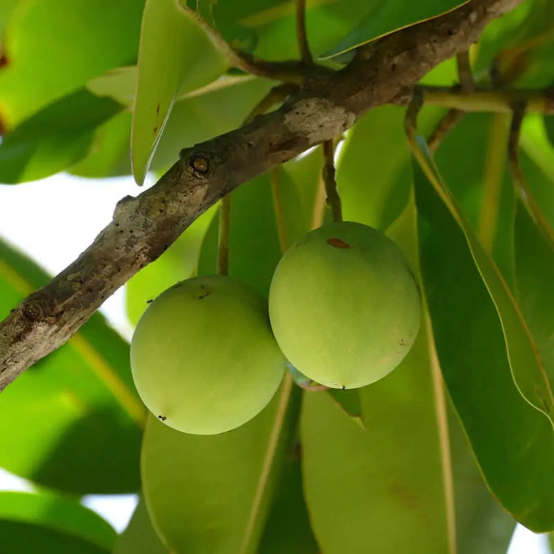 TAMANU OIL