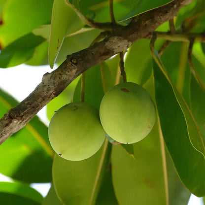 TAMANU OIL