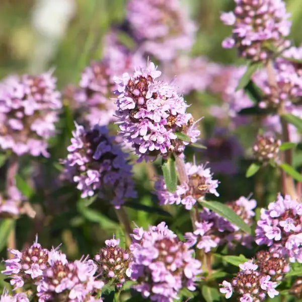 THYME OIL