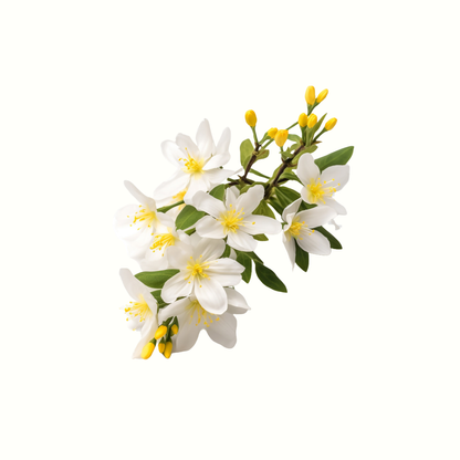 Vanilla Essential Oil