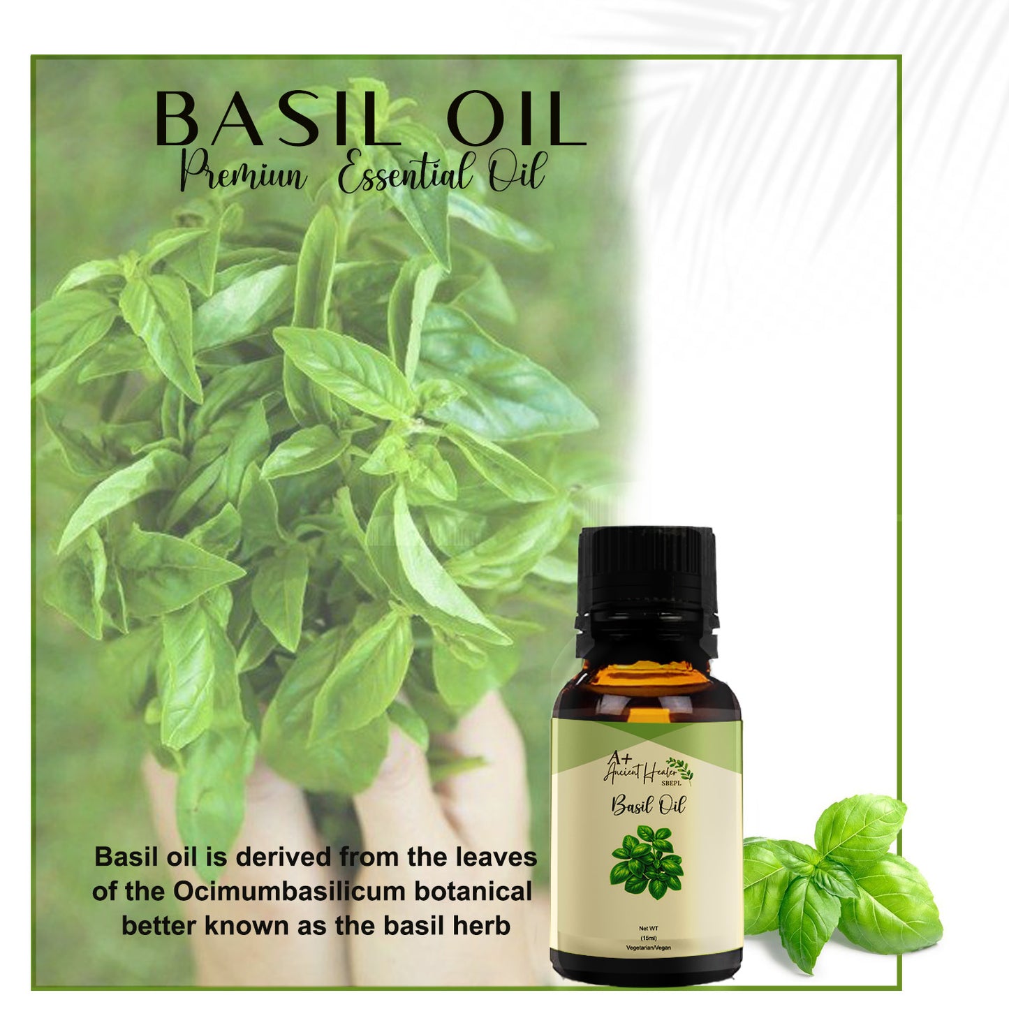 Basil Essential Oil – Pure & Steam Distilled