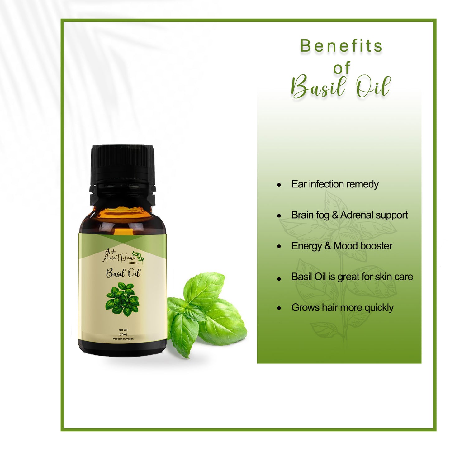 Basil Essential Oil – Pure & Steam Distilled